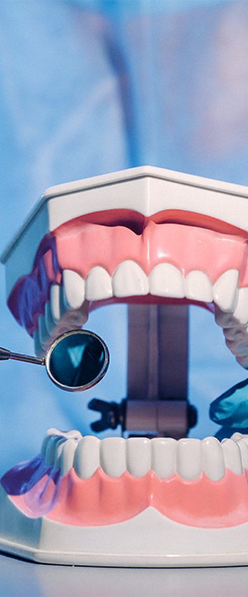 Check up-ortodontico adulti con una persona che indossa guanti e camice blu tiene in mano un modello dentale di denti e gengive, esaminandolo con uno strumento a specchio per dimostrare la corretta cura della bocca per adulti.
